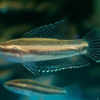 Licovice gourami (Parosphromenus deissneri) 2–2,5 cm