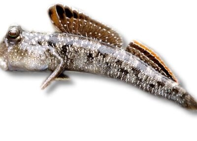 sp. (5 - 6 cm)