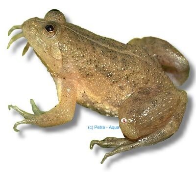 lima (3 cm)