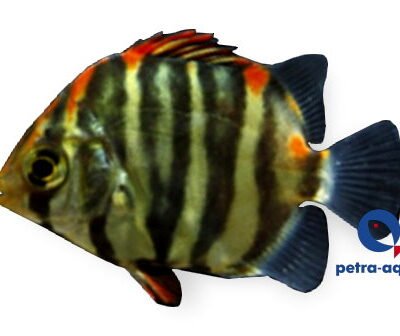Scatophagus argus red 8–10 cm