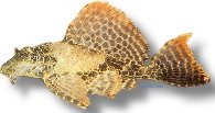 sp. (5 - 8 cm)