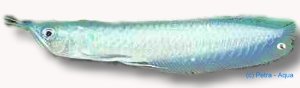 sp. blue arowana (30 - 40 cm)