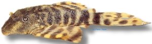 sp. (4 cm)