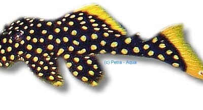 sp. (5 cm)