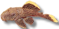 sp. (28 - 30 cm)