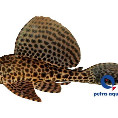 gibbiceps (10 cm)