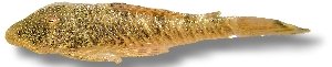 Chaetostoma spot 4–5 cm