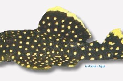 sp. Golden Nugget (4 - 5 cm)