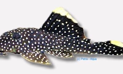 sp. (4 - 5 cm)