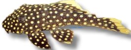 sp. (6 -7 cm)