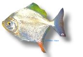 rubripinnis (XXL)