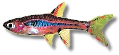 brigittae (0,5 -1 cm)