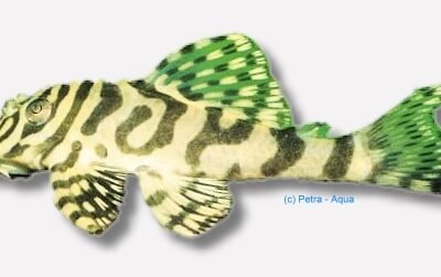 sp. (4 - 5 cm)