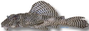L260 Hypancistrus sp. queen arabesque 4–5 cm