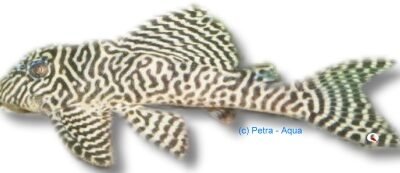 sp. king-tiger-pleco (8 - 9 cm)