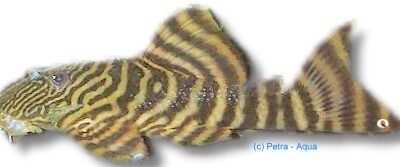 L074 Leporacanthicus galaxis 12–15 cm