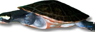 L014 Scobiancistrus aureatus 5–7 cm