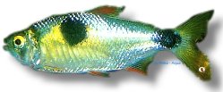 paradoxus (6 cm)