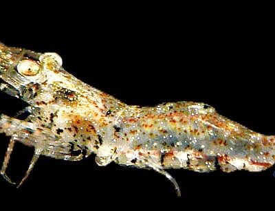 kulsiense (1 - 1,5 cm)