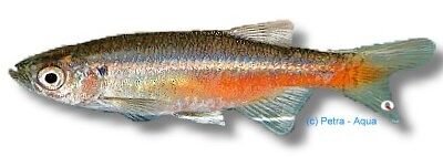 sondhii (3 - 4 cm)