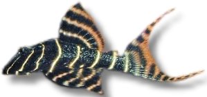 sp. (7 - 10 cm)
