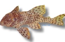 oligospila (8 - 10 cm)