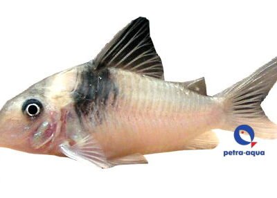 virginae (3 cm)