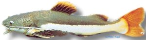 hemiliopterus var. (8 - 10 cm)