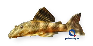sp. (4 - 5 cm)