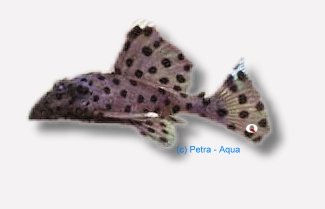 joselimai (8 - 10 cm)