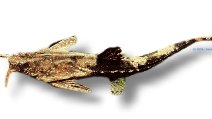 Guitarrita (Bunocephalus coracoideus) 5–7 cm