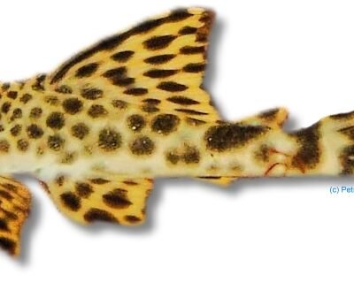 para-pleco (7 - 10 cm)