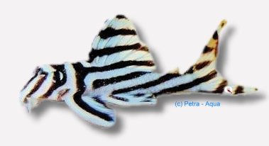zebra (3 - 3,5 cm)