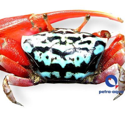 Paraleptuca crassipes L