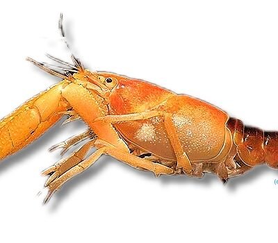 Procambarus milleri >7 cm