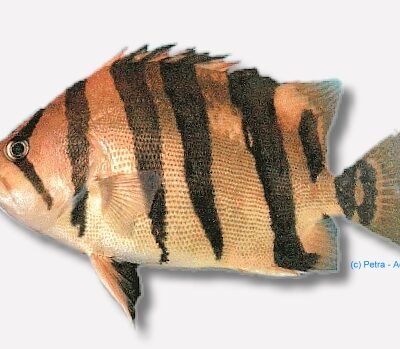 qadrifasciatus (6 - 7 cm)