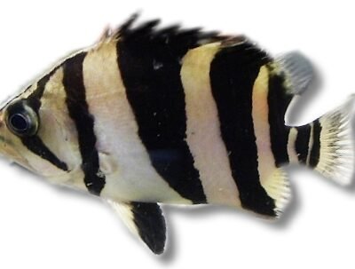 datnoid gold tiger (Datnioides microlepis) 8–10 cm