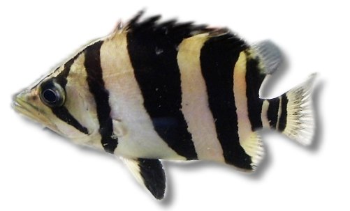 petra-K418 datnoid gold tiger (Datnioides microlepis) 8–10 cm