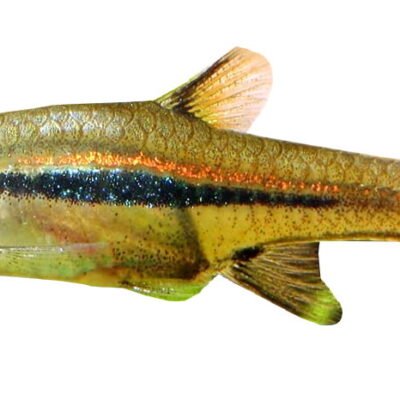 Rasbora urophthalmoides 1 cm