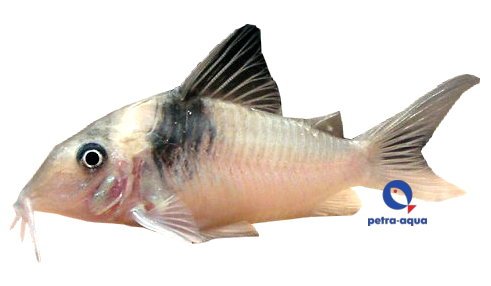 petra-K432 Corydoras virginae 4–5 cm