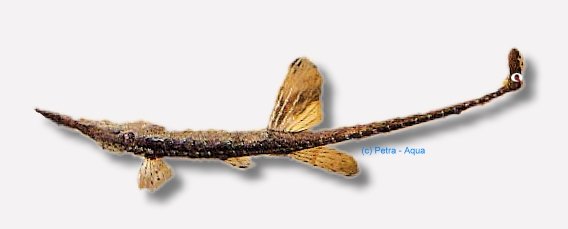 petra-K444 petra-K444