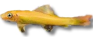 Chinese algae eater gold (Gyrinocheilus aymonieri gold) 6–7 cm