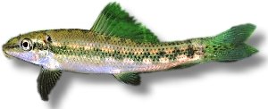 Chinese algae eater black (Gyrinocheilus aymonieri black gold) 6–7 cm