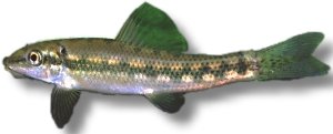 Chinese algae eater (Gyrinocheilus aymonieri) 4–5 cm