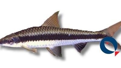 siamensis (7 cm)