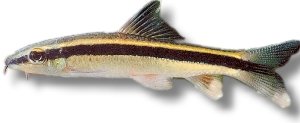 kallopterus (4 - 6 cm)