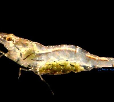 simoni simoni (1 - 1,5 cm)