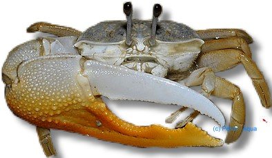 vocans (5 - 6 cm)