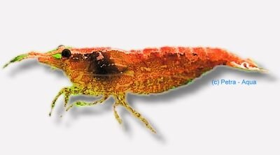 cherry shrimp (2 - 2,5 cm)