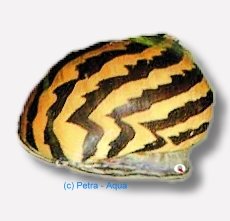 snail - paralella (0,5 - 2 cm)
